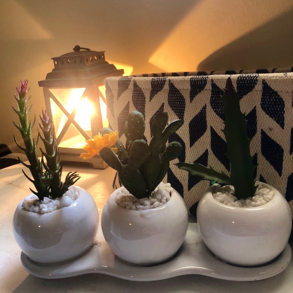 🌵 Cactus 🌵 Decor